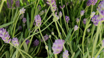 Lavendel